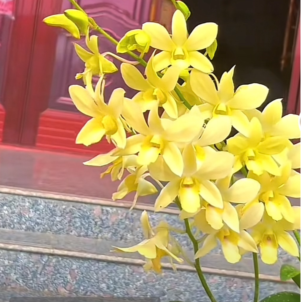 秋石斛兰（泰山）带1花盆栽兰花花期长纯黄色/收藏品种