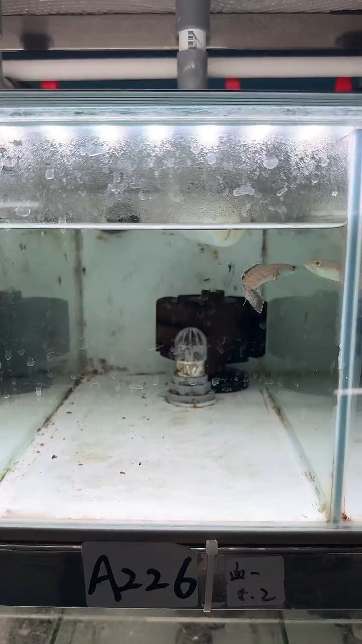 【闪购商品】热带鱼不分公母8.2cmA226背鳍开裂