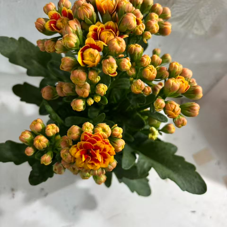 长寿花～洛桑女神】110盆径）拍1个送1棵小苗