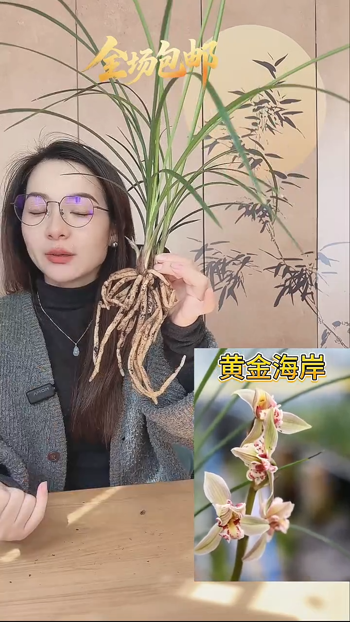 当前无花栽培后可以开花：黄金海岸