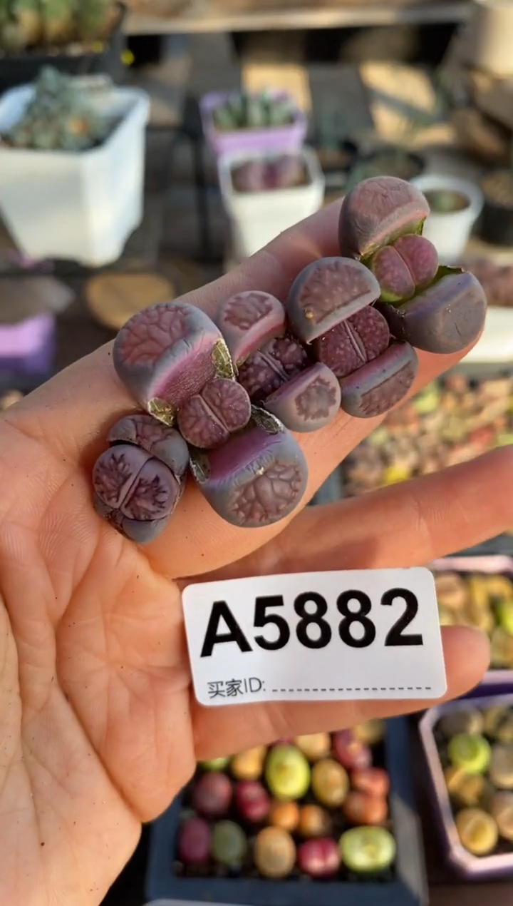 【闪购商品】5882直播一物一拍