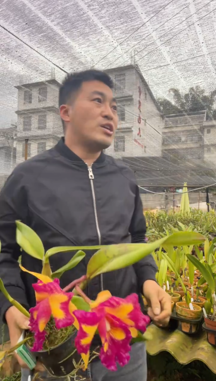 完全开放台湾皇后