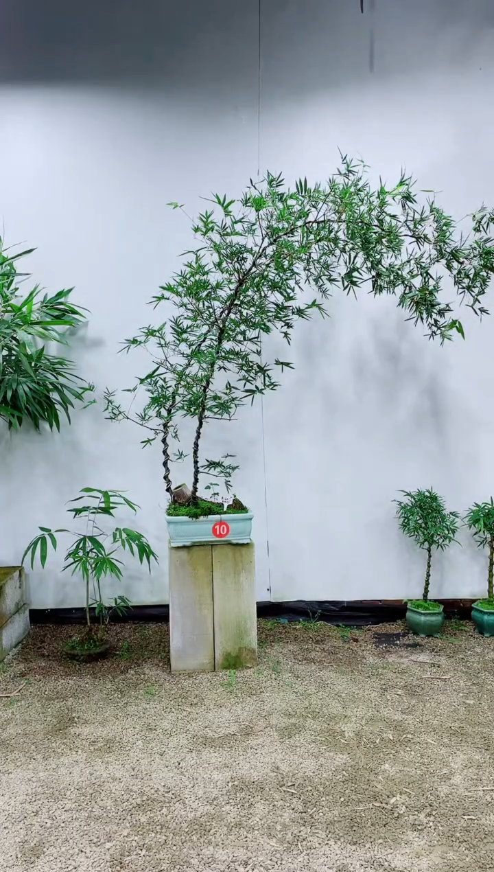 【闪购商品】竹子盆景竹子盆景