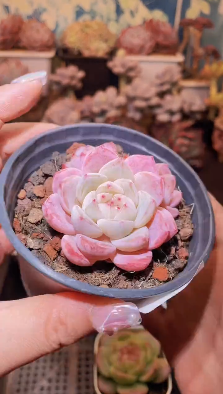 【闪购商品】199糖衣炮弹多肉