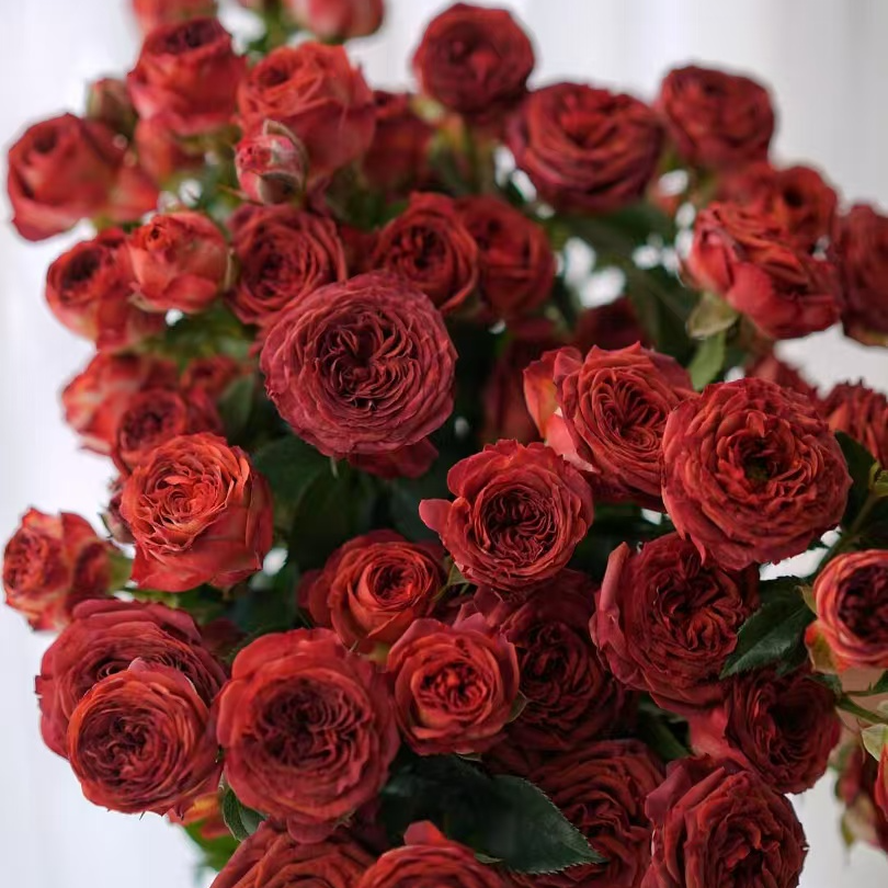 【巧克力】多头玫瑰 复古色系 花期长 云南昆明斗南基地直发