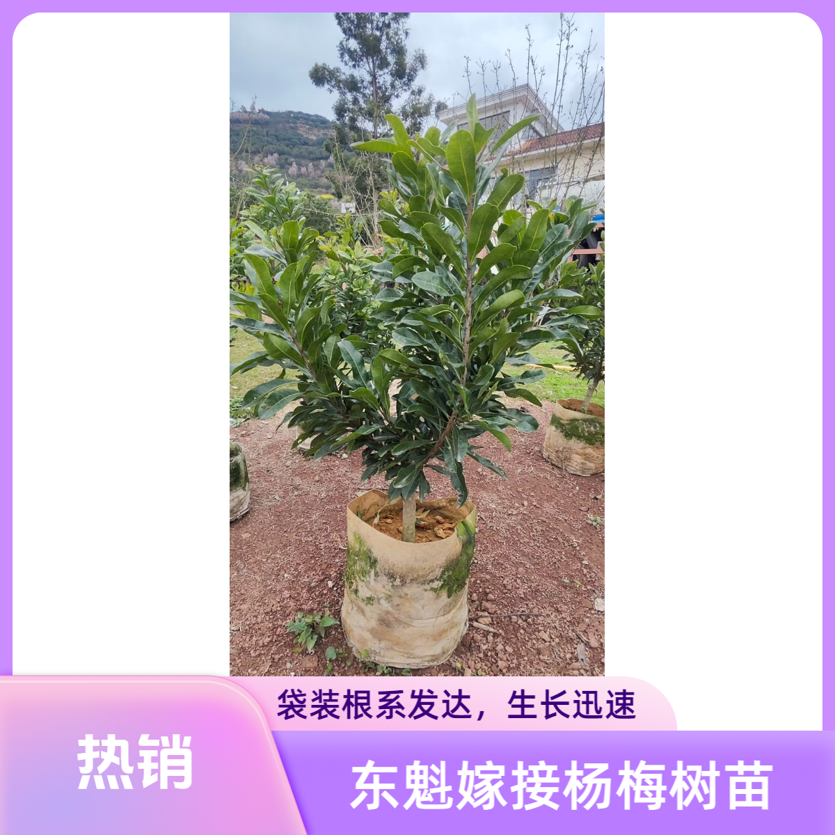 2年东魁嫁接杨梅树苗