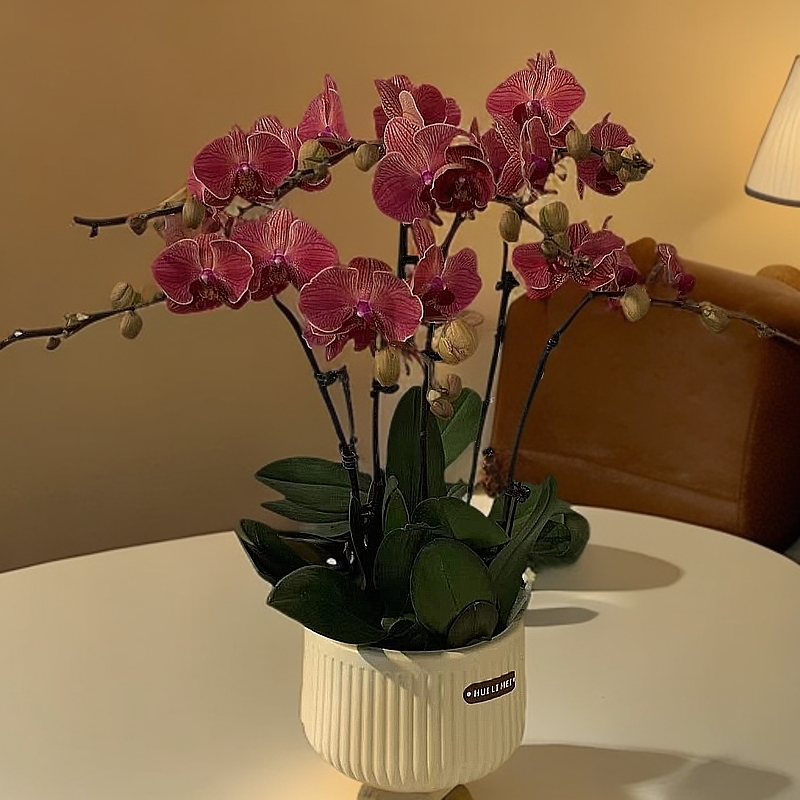 鲜花【聚宝桔子】蝴蝶兰室内种植观赏送礼带花发货