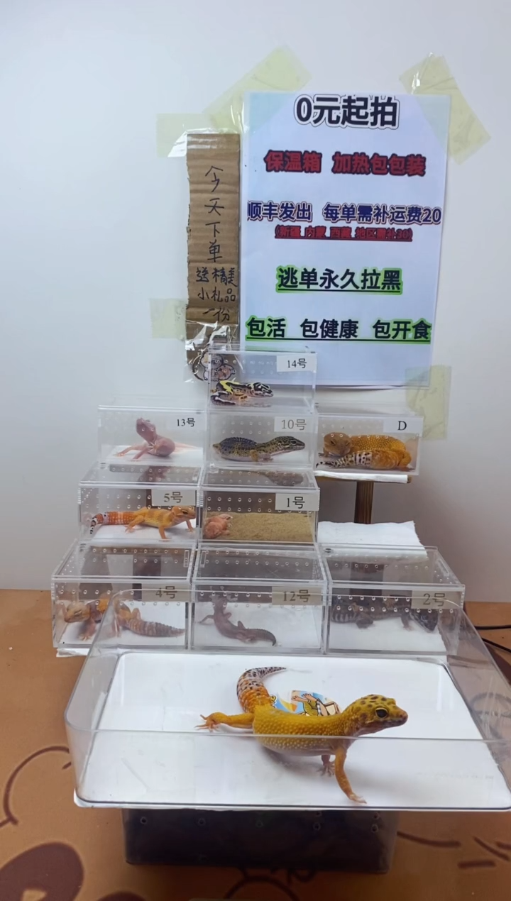 豹纹守宫豹纹守宫幼苗亚成体成体