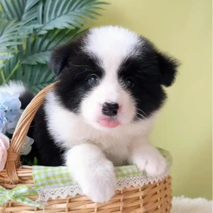 直播链接 上海奉贤宠物狗狗批发  拍前直播间咨询主播