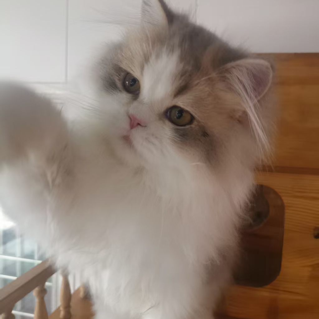 渐层稀有色繁育 金渐层 蓝金渐成 紫金渐成 小鹿金渐成