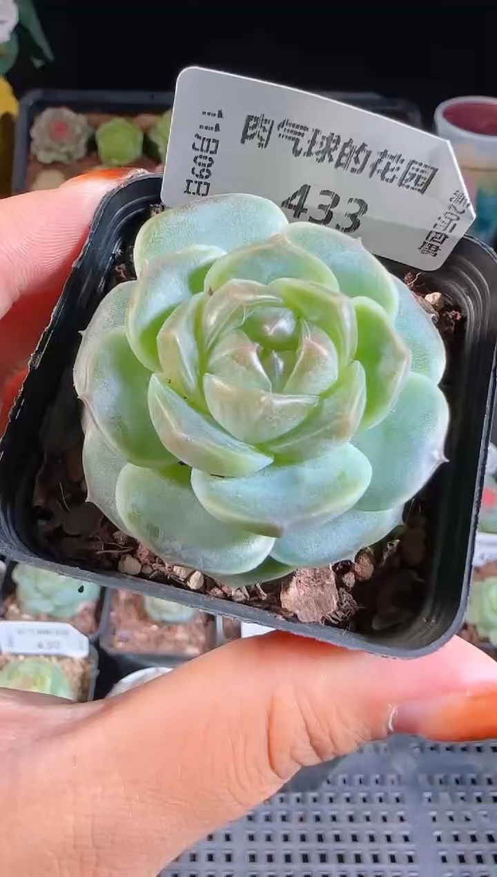 1109-433BL-8麦秆群不包整