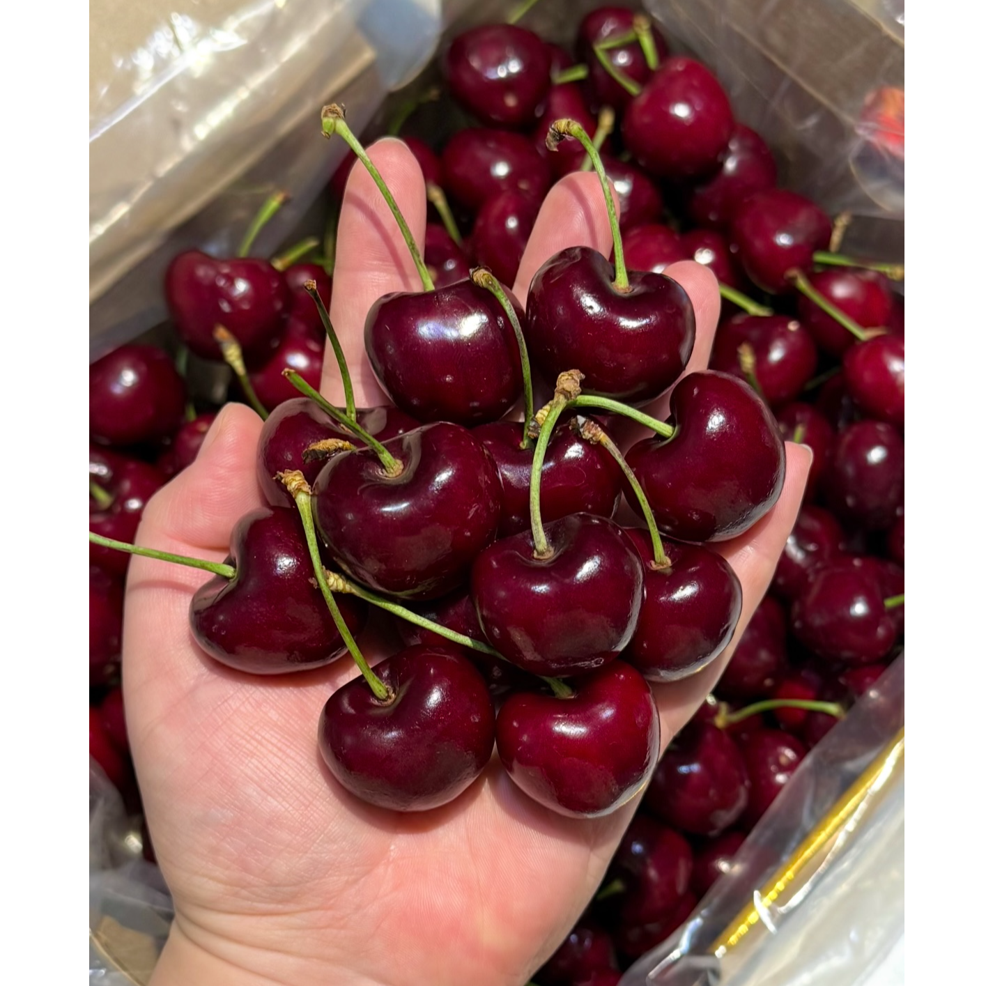 【5斤原箱 · 明天到】海运桑提娜智利进口车厘子4JD（内附果径卡）桑提娜樱桃