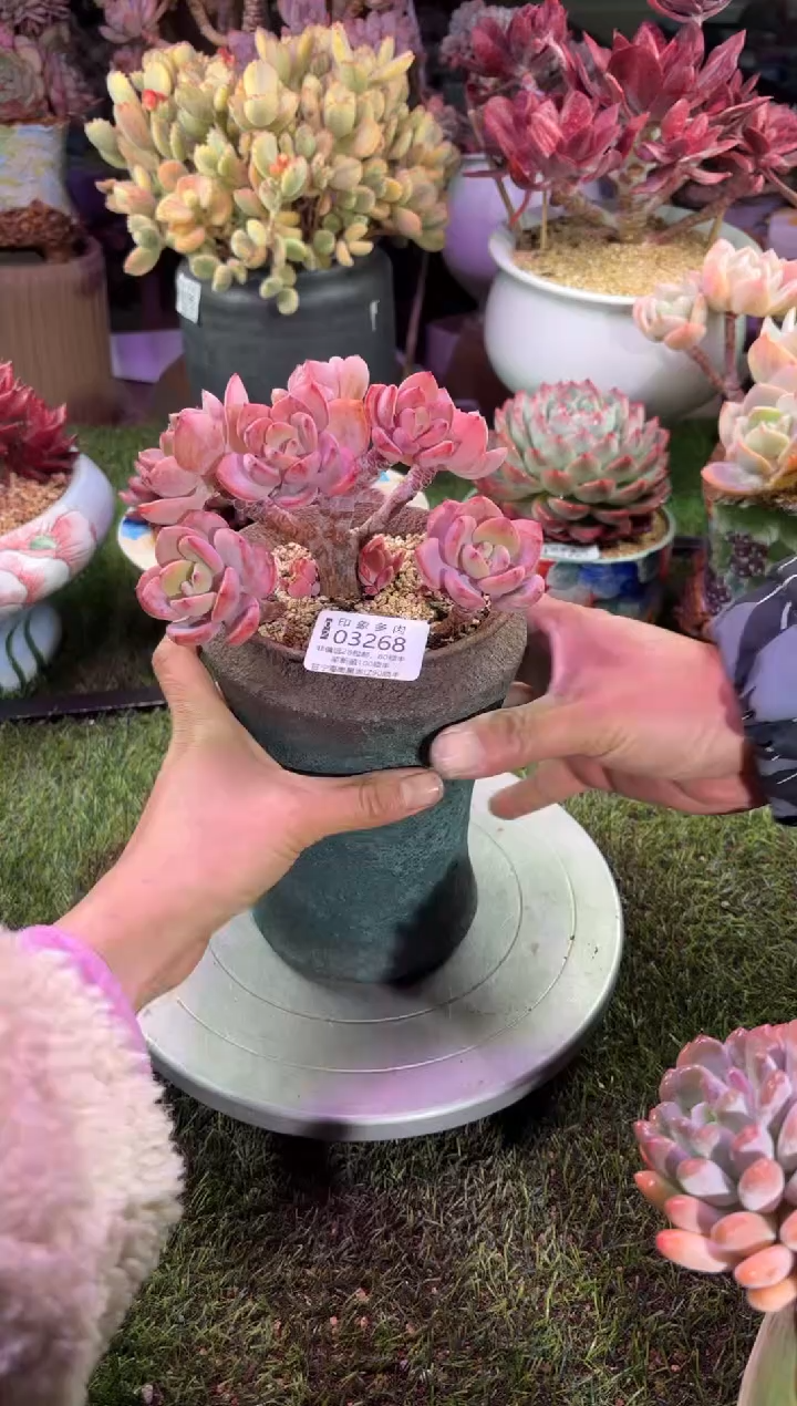 【闪购商品】03268