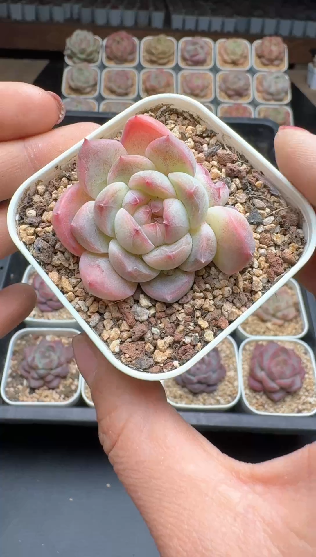 【闪购商品】696E号一物一拍多肉花卉植物3颗起发