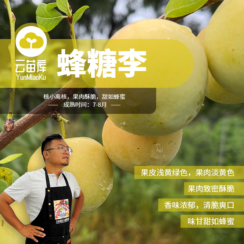 蜂糖李容器苗【苗情一般清地福利】单株挂果适合盆栽阳台庭院种植