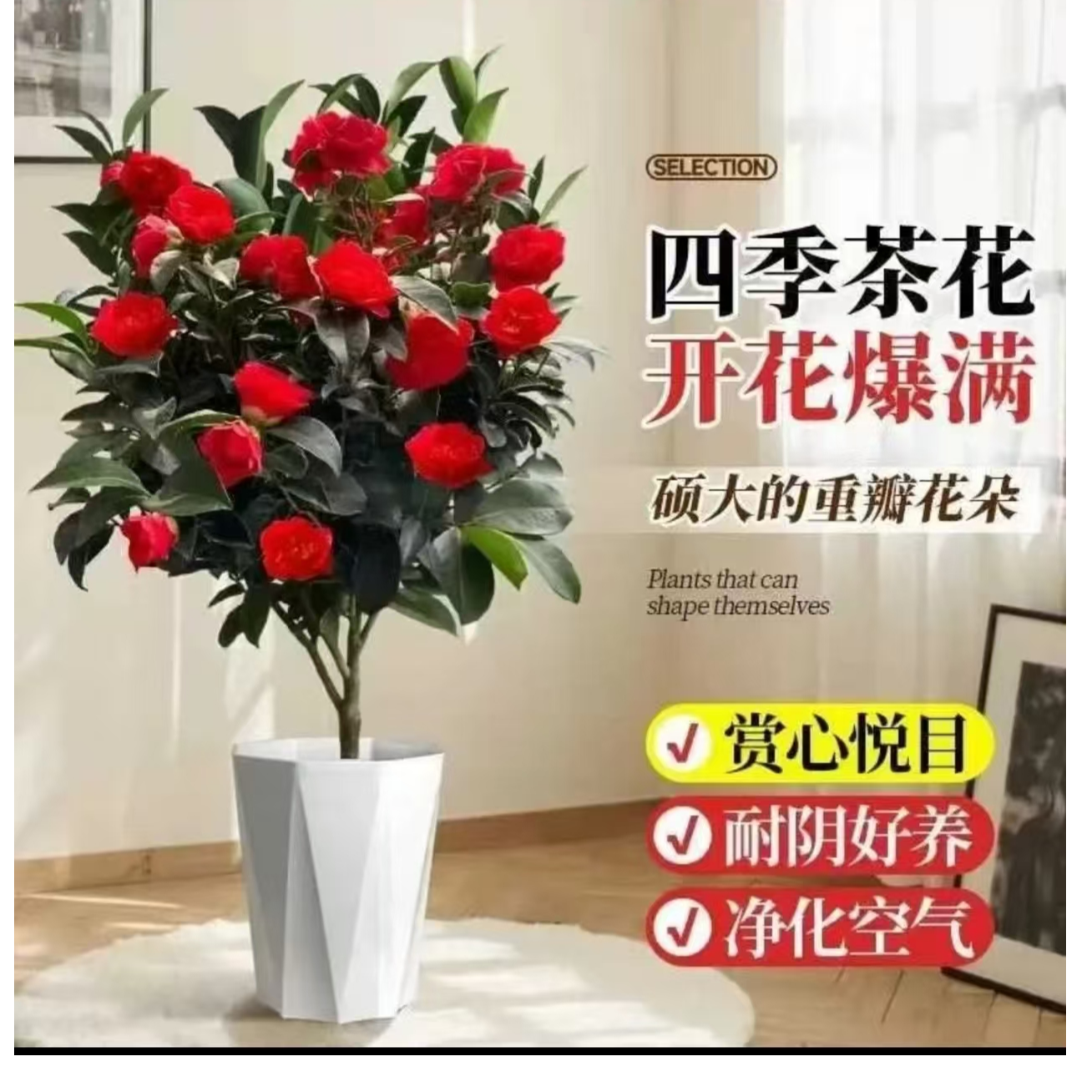 红赤丹茶花树苗盆栽赤丹植物玫瑰花好养山茶花苗四季开
