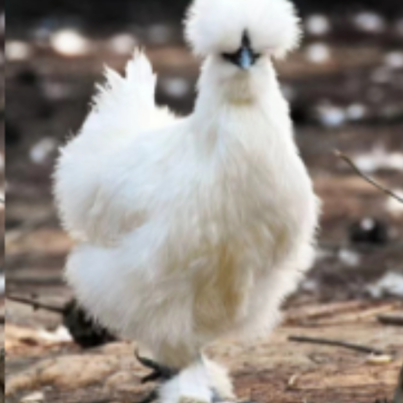 泰和乌鸡3.3斤宠物鸡包邮到家