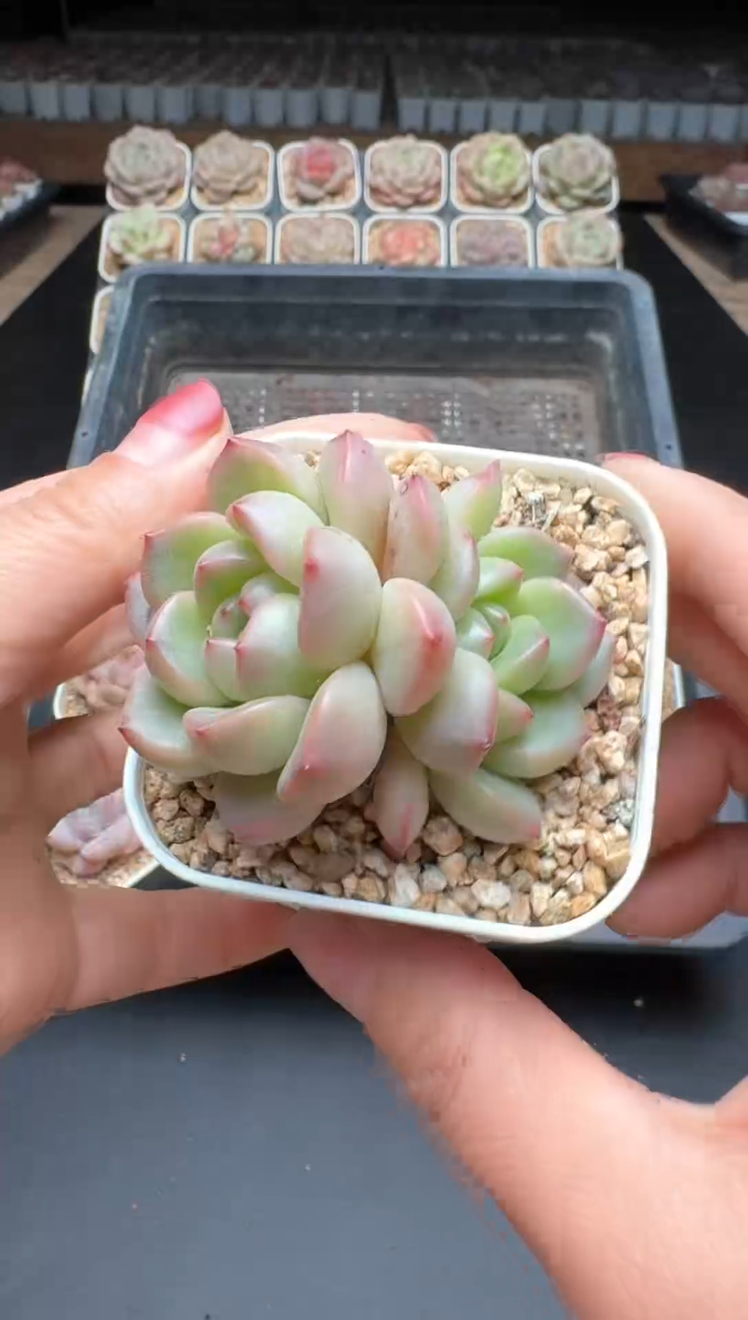 【闪购商品】215号一物一拍珍妮多肉花卉植物3颗起发