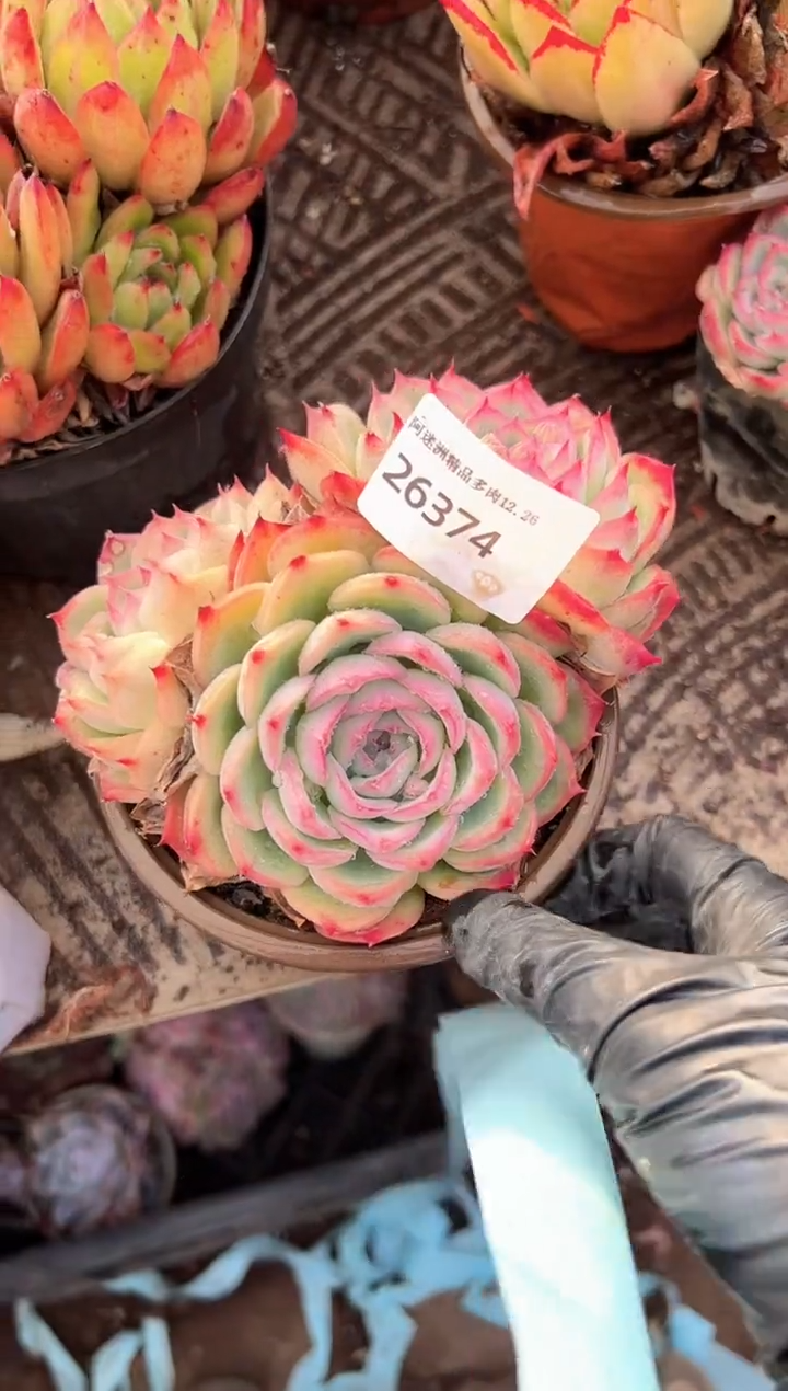 绿**沙多肉植物一物一拍26374