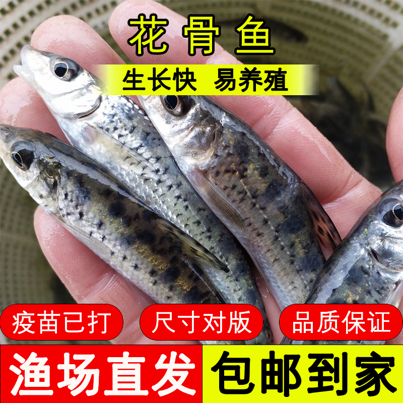 四川鱼苗 花骨鱼 好养殖