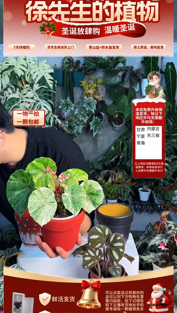 完全开放胭脂锦秋海棠