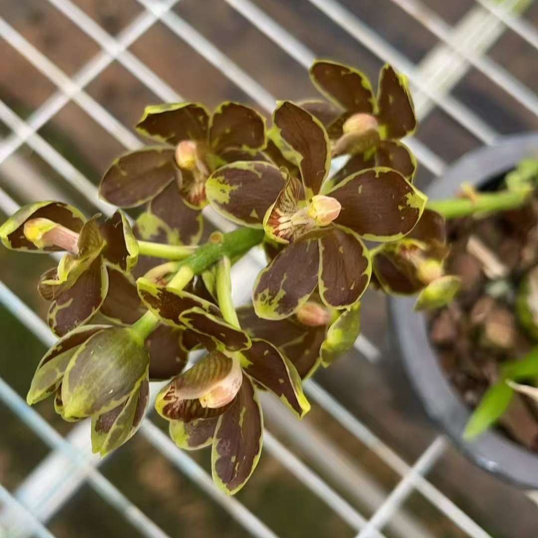 泰国盾斑黄巨兰盆栽花卉绿植品种稀少花色独特好种养基地直发