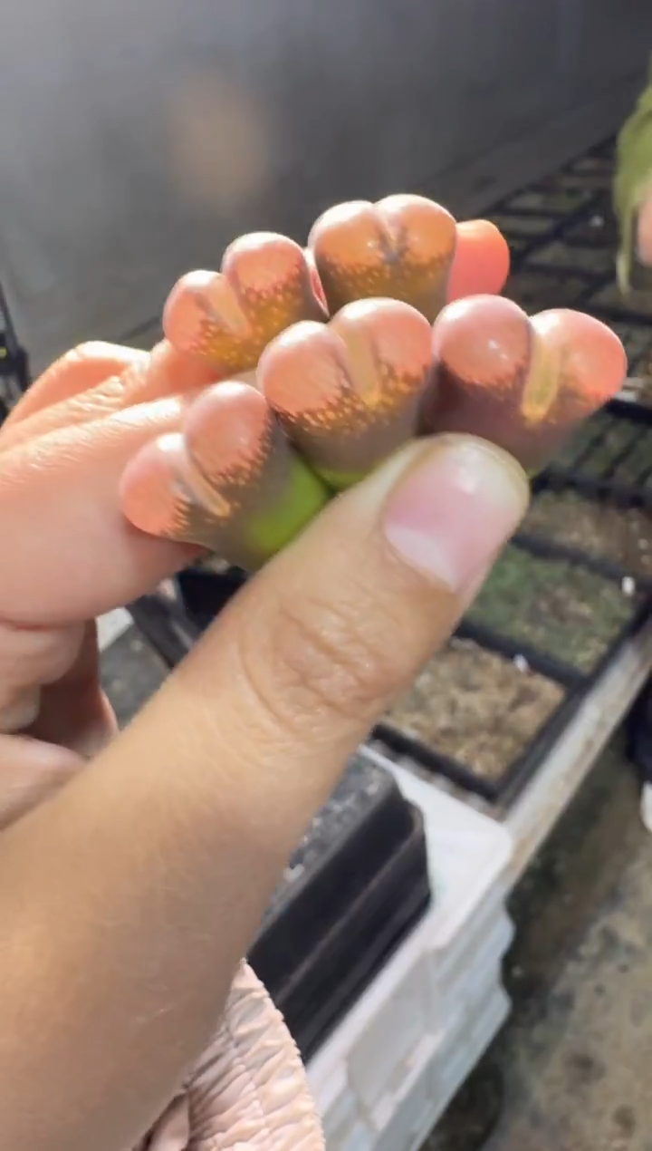 【天津专属】136多肉植物肉锥定向C10一颗