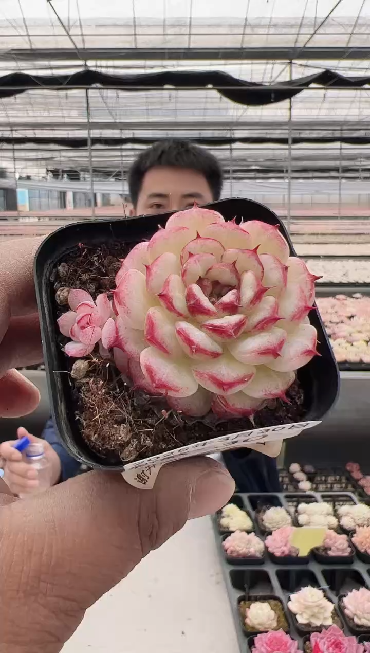 新款多肉------30