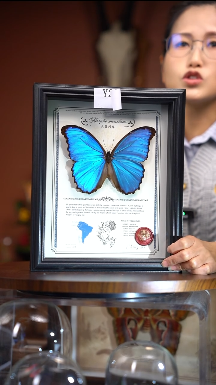 Y230    大蓝闪蝶  微瑕