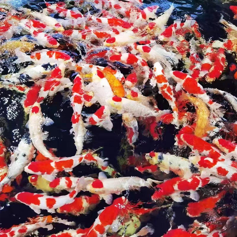 【包邮】锦鲤观赏鱼