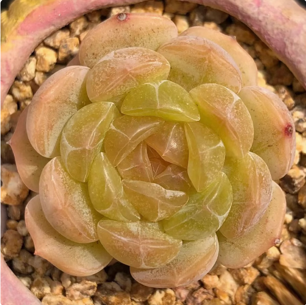 （满9.9元包邮）白恋多肉植物3厘米左右