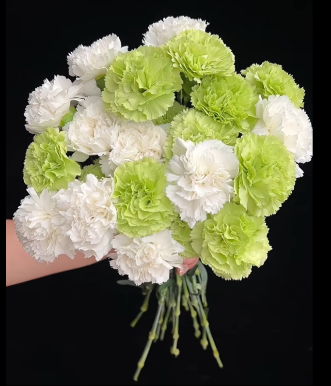 【大聪明卖花】白绿单头康乃馨-任意2单鲜花包邮发货后不支持退款