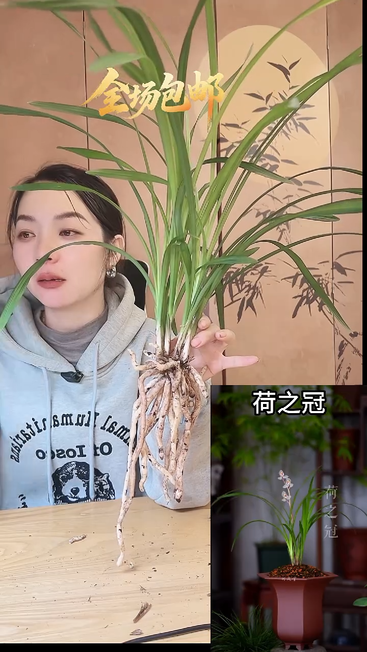 当前无花栽培后可以开花：荷之冠