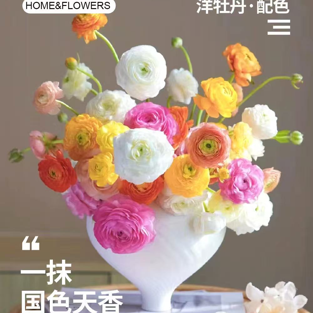 卓拉鲜花-洋牡丹鲜切花