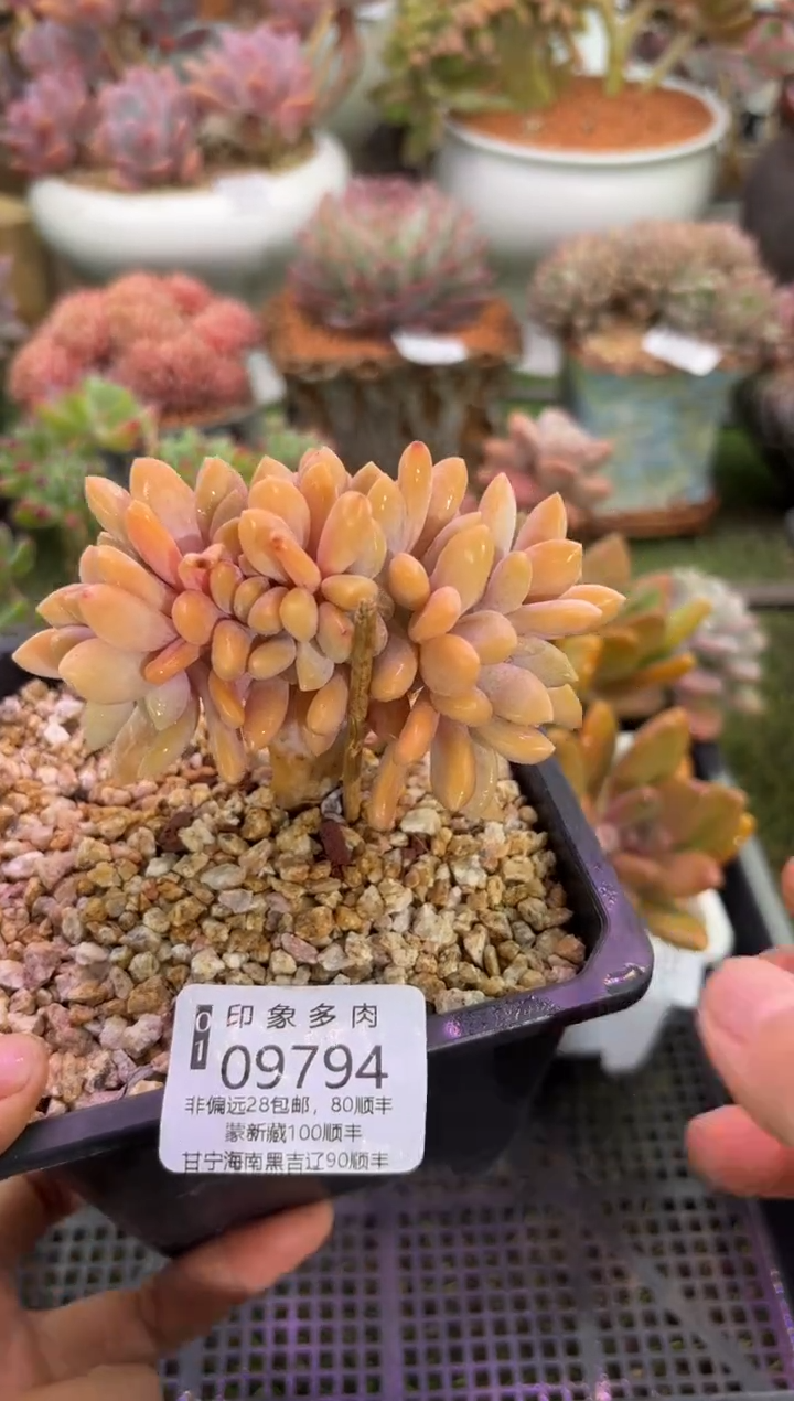 【闪购商品】09794