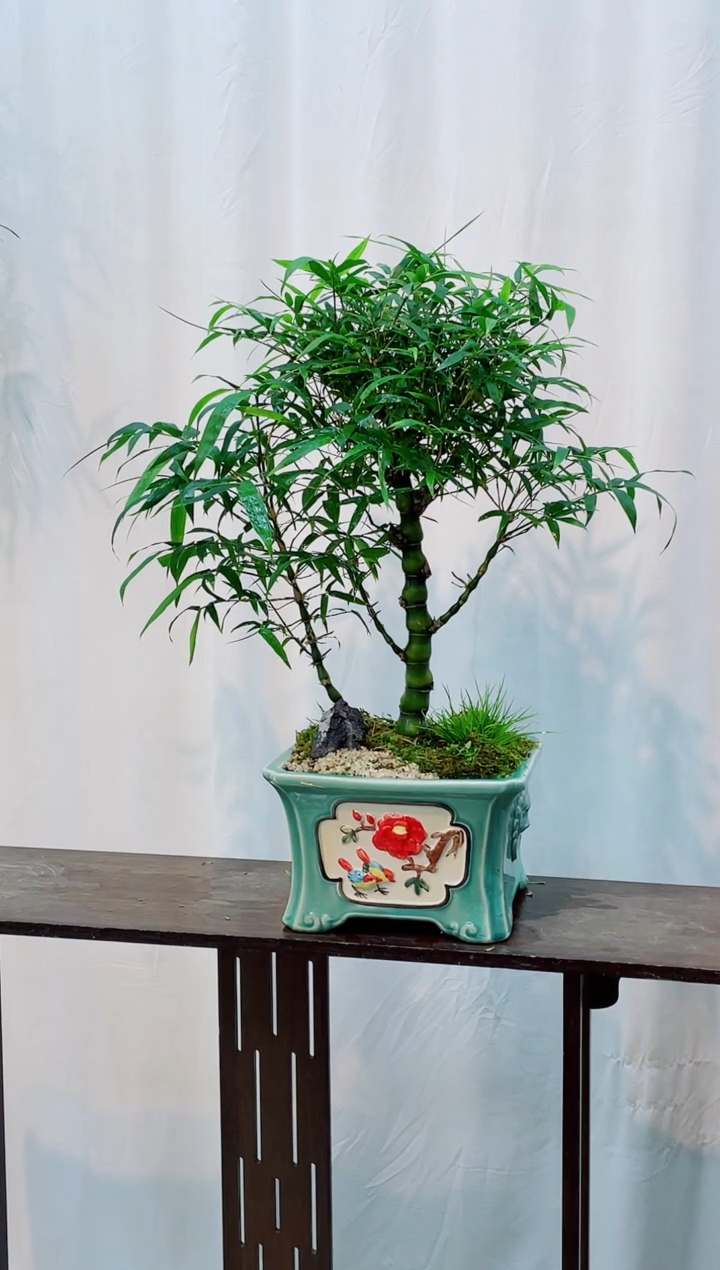 无花朵竹子盆景竹子盆景