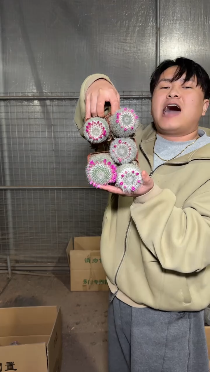 5颗 单头 玉翁【带雪顶】4-6cm