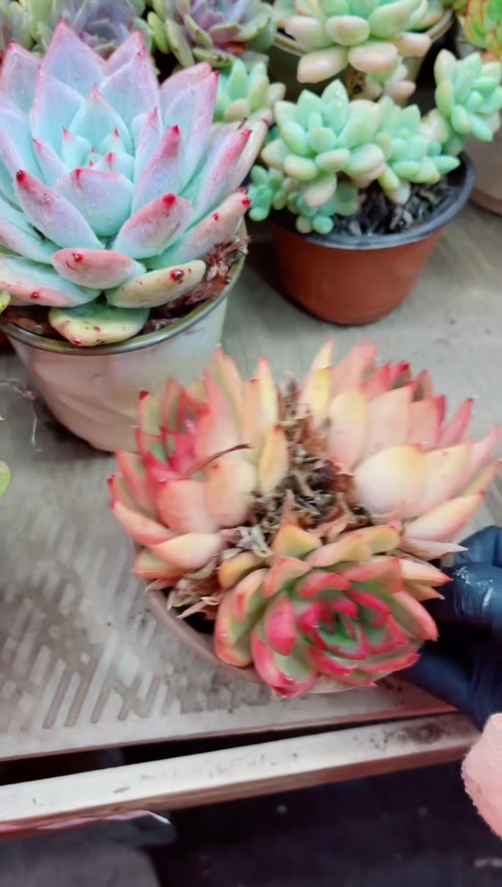 09004多肉植物一物一拍