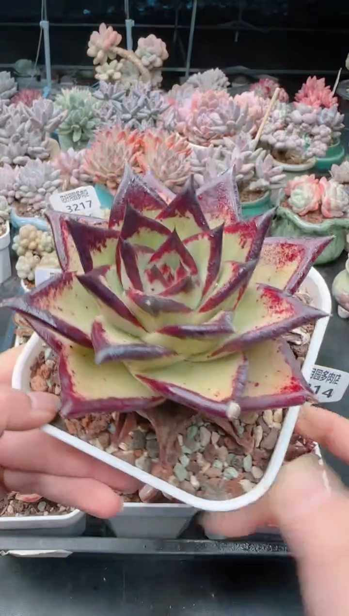 【闪购商品】3218乌木