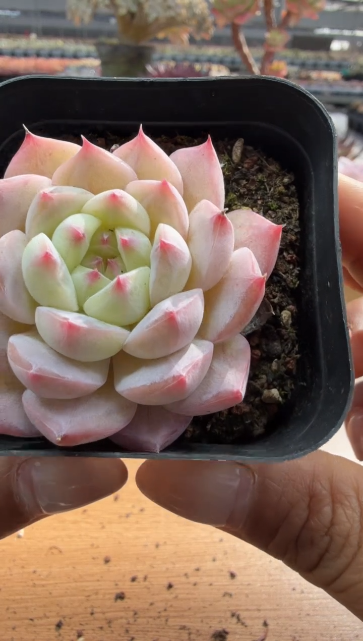 东云多肉园二店-205