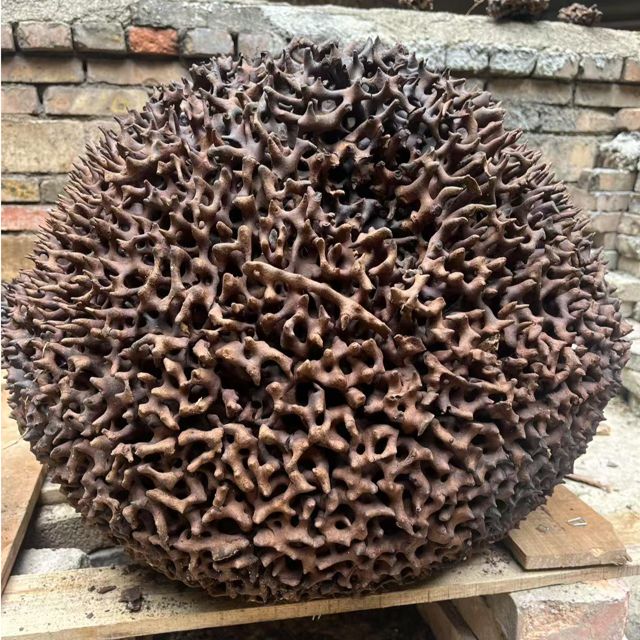 云南山货一物一拍A 包邮