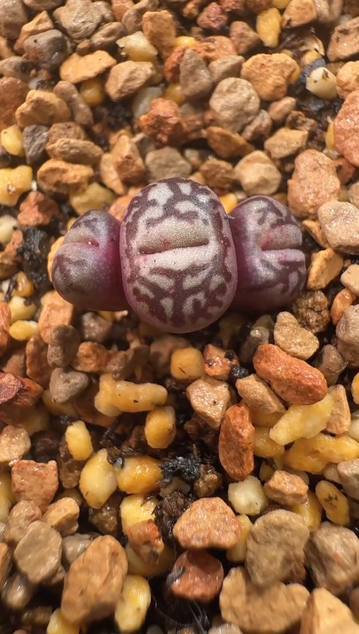 ?****✨26-21多肉植物肉锥