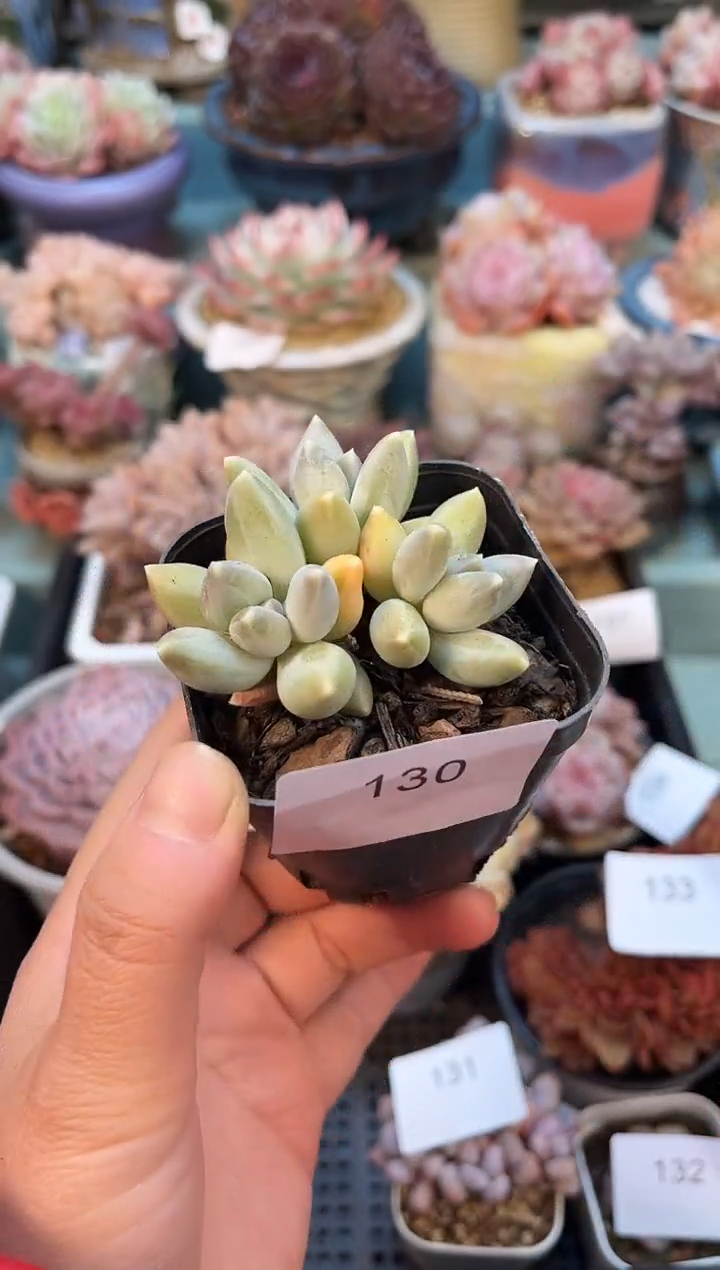 130三头松果美人多肉