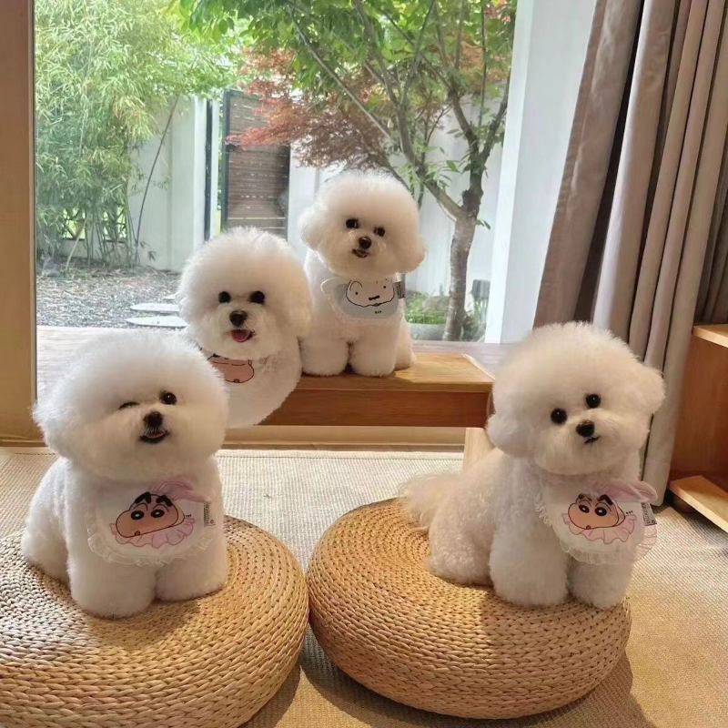 【超低价领养】比熊可爱小狗网红狗狗比熊犬超小长不大不掉毛狗活体