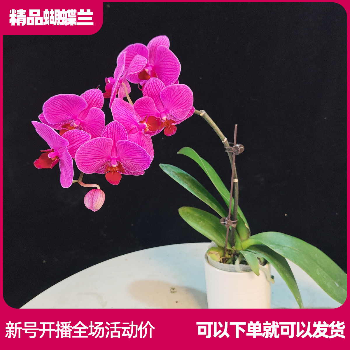 【小红花B01】任意两颗包邮 只拍一颗默认【发苗】