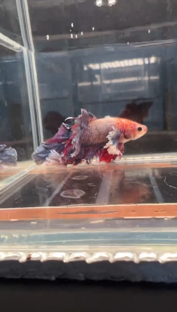 斗鱼斗鱼绣球大耳朵