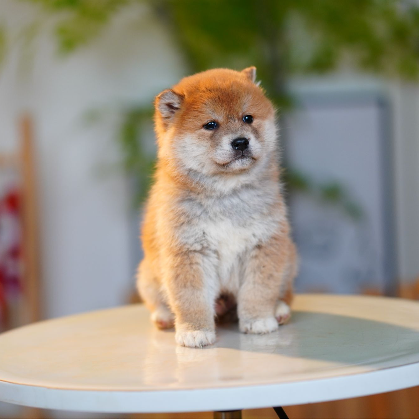 【呱呱弟弟】赤柴豆柴黑柴白柴狗狗幼犬纯种双血统宠物