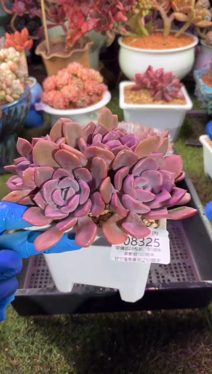 【闪购商品】08325