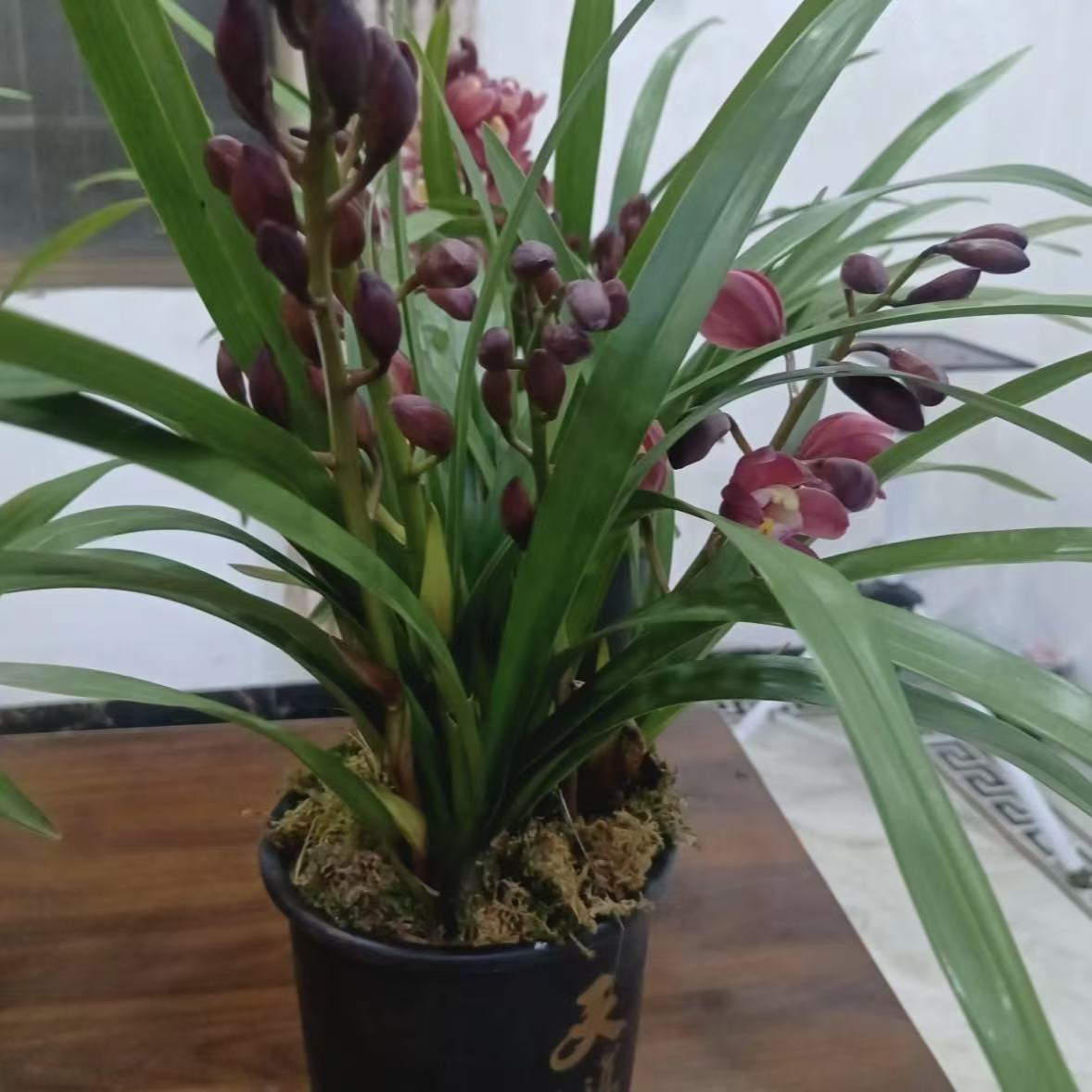 【带花苞】高端精品【红宝石】浓香型兰花室内好养花卉开花植物花香
