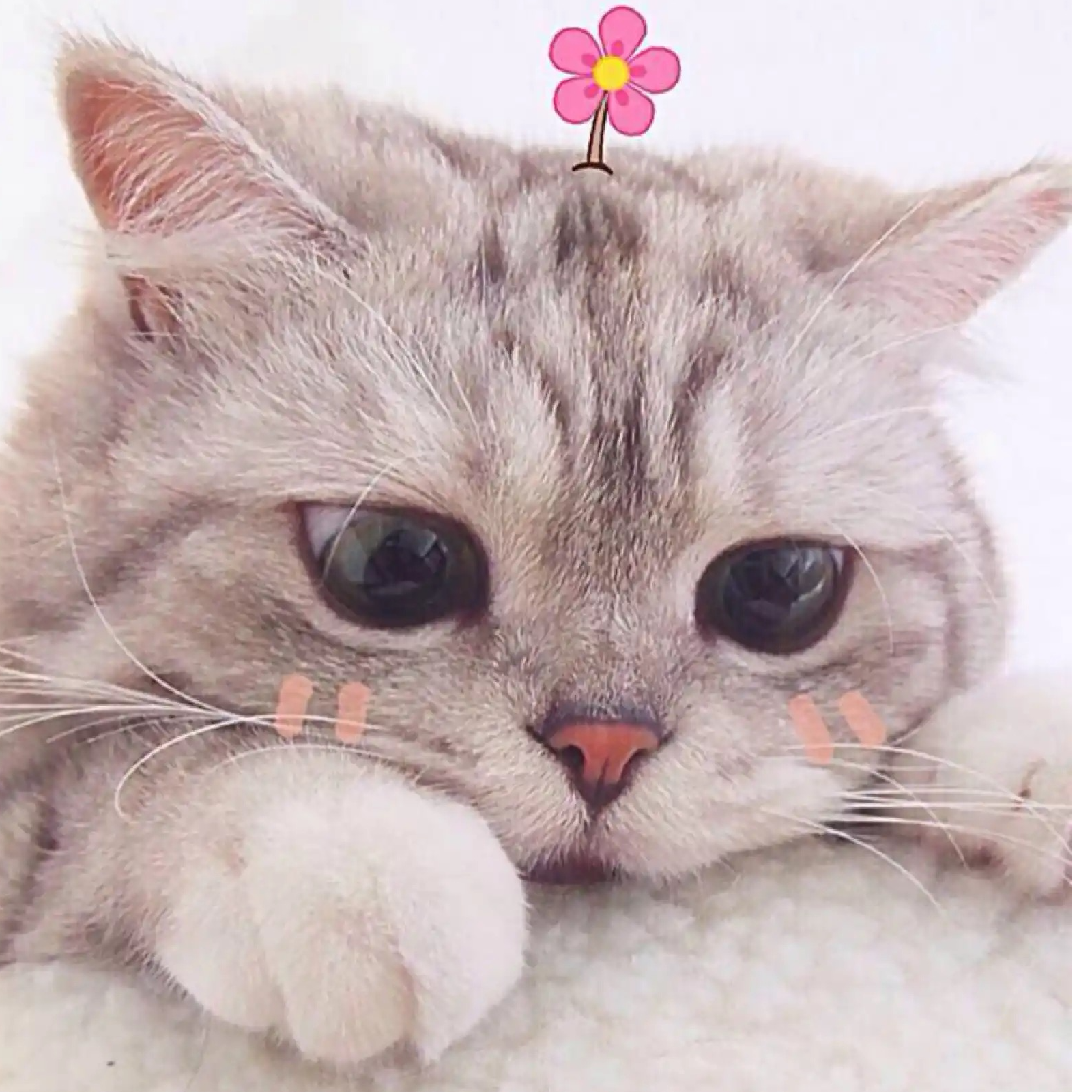 一间猫屋丹丹 活体猫猫批发 可爱粘人